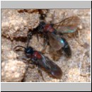 Smicromyrme rufipes - Rotbeinige Spinnenameise m01 10mm.jpg